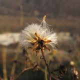 Senecio grandidentatus