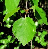 род Betula