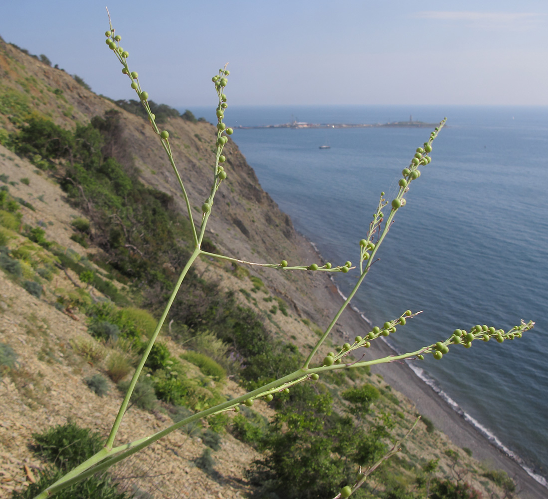 Изображение особи Crambe koktebelica.