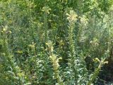 Oenothera rubricaulis