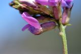 Oxytropis glabra