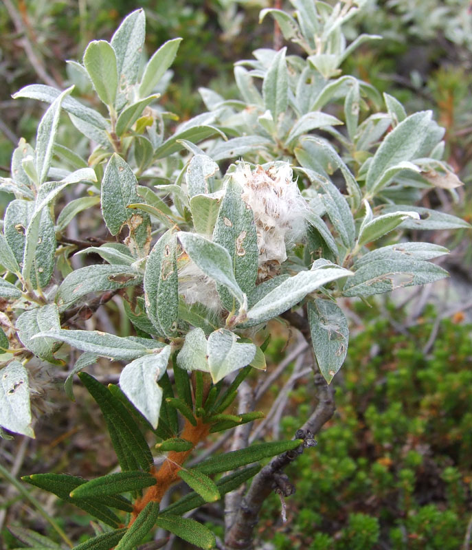 Image of Salix lapponum specimen.