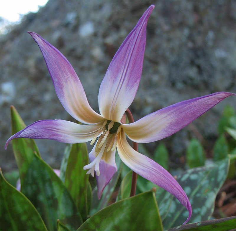 Изображение особи Erythronium sibiricum.