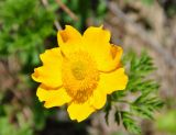 Pulsatilla aurea. Цветок. Карачаево-Черкесия, окр. пос. Архыз, долина р. София, ≈ 2000 м н.у.м., поляна вблизи ледника. 18.06.2015.