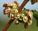 Rumex crispus