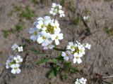 Arabidopsis arenosa. Верхушка побега с соцветием. Ленинградская обл., Выборгский р-н, окр. ст. Лейпясуо. 23.05.2010.