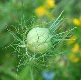 Nigella damascena