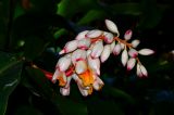 Alpinia zerumbet