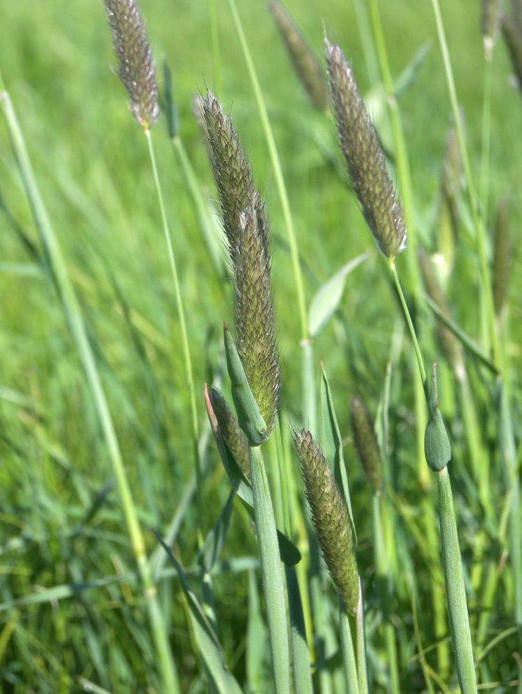 Изображение особи Alopecurus arundinaceus.