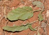 Solanum elaeagnifolium. Листья. Израиль, Шарон, г. Герцлия, пустырь. 19.04.2017.