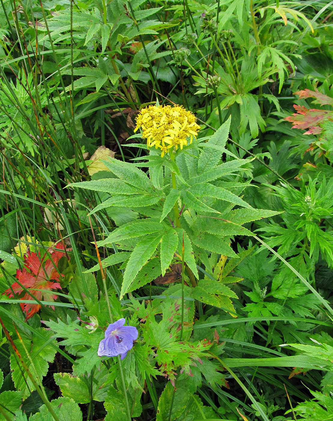 Изображение особи Senecio cannabifolius.