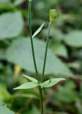 Lilium debile