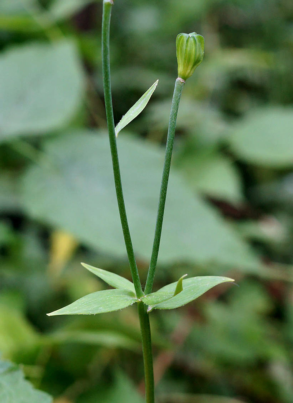 Image of Lilium debile specimen.