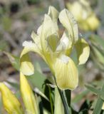 Iris pumila ssp. attica