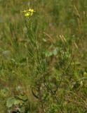 Erysimum canescens