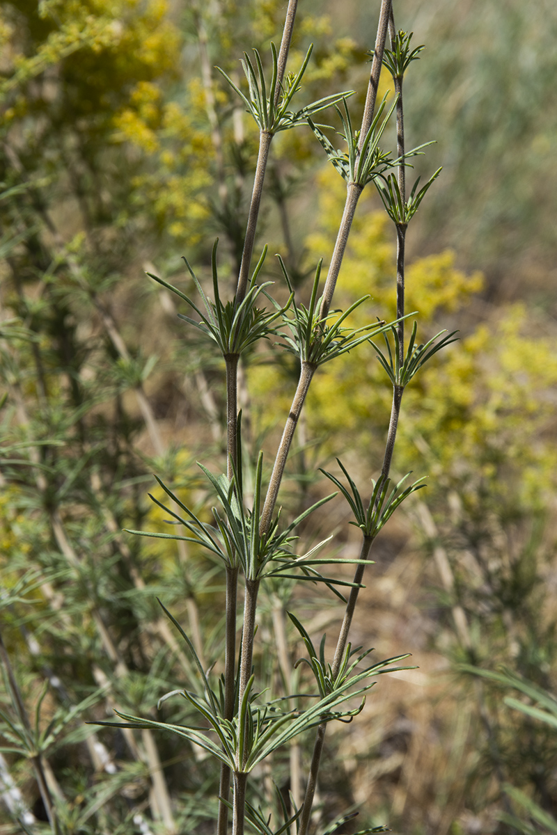 Изображение особи Galium verum.