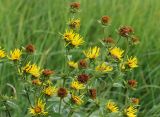 Inula helenium. Верхушка цветущего растения. Саратовская обл., Хвалынский р-н, окр. пос. Алексеевка, луг в низинке у дороги. 06.08.2018.