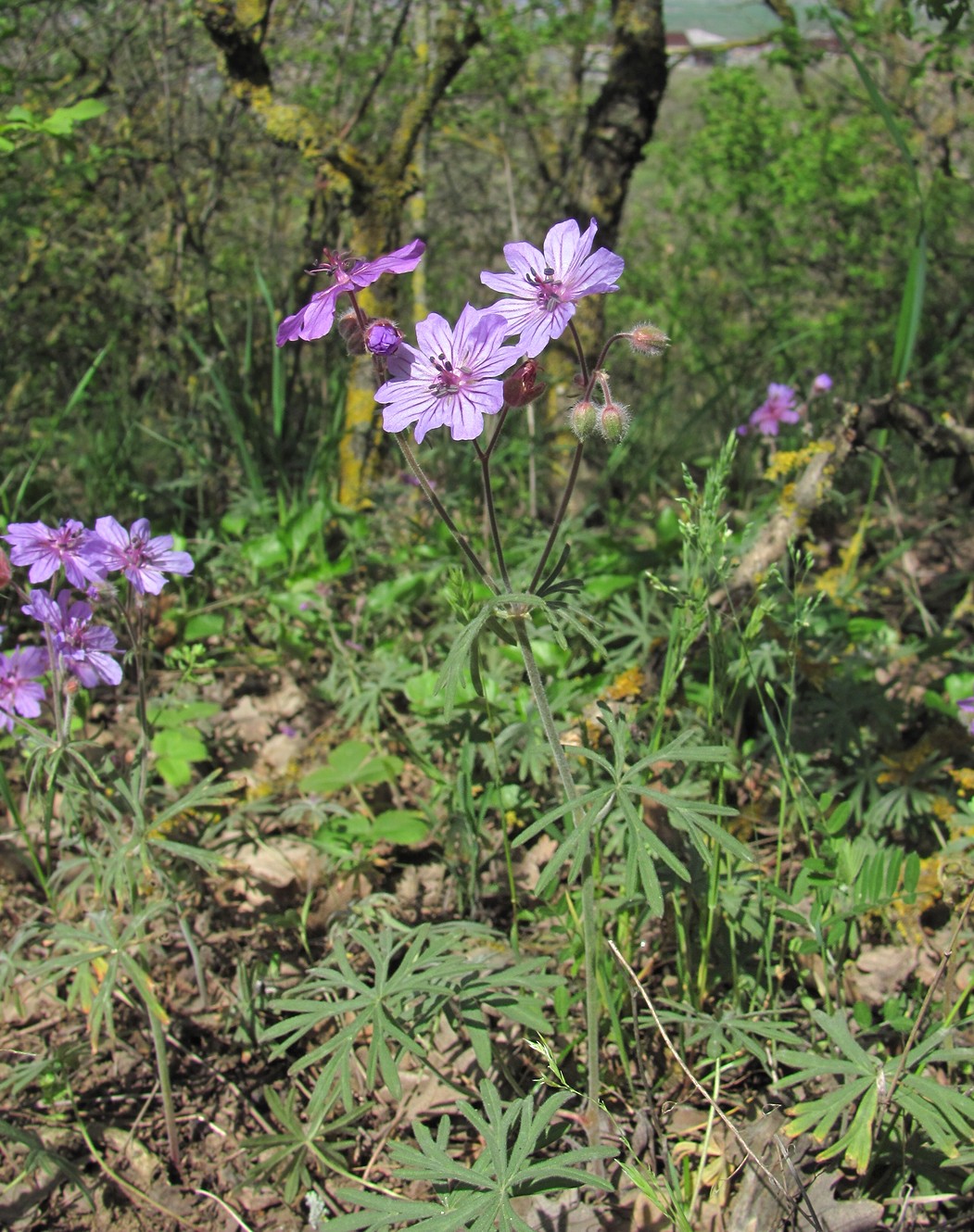 Изображение особи Geranium linearilobum.