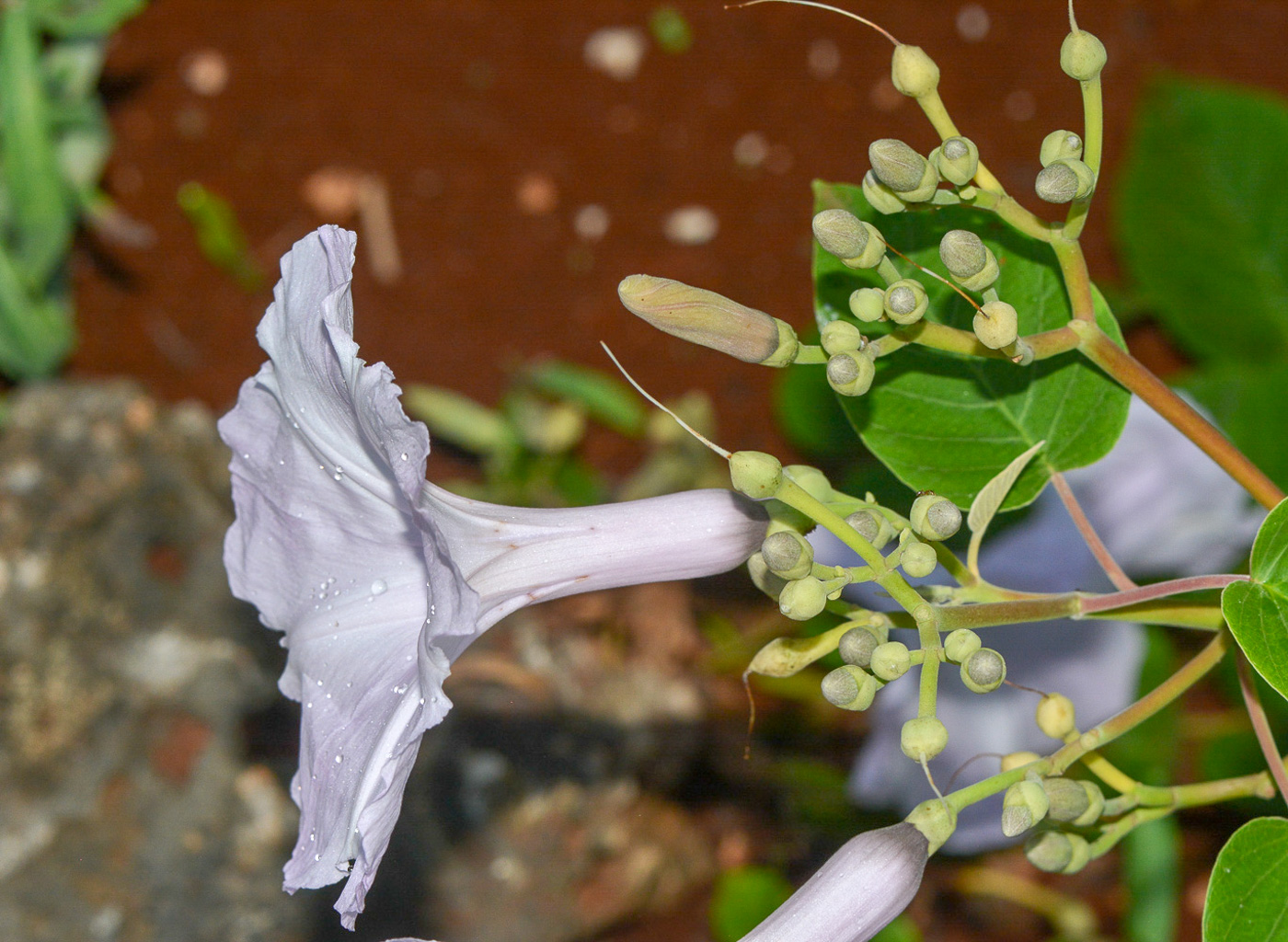 Image of familia Convolvulaceae specimen.