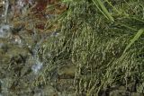 Poa macrocalyx. Соцветия и фрагменты стеблей и листьев. Сахалинская обл., Охинский р-н, п-ов Шмидта, берег ручья при впадении в Сахалинский залив. 18.07.2017.