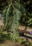 Sequoia sempervirens