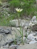 Tragopogon dubius