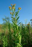 Inula sabuletorum