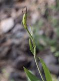 Cephalanthera rubra