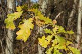 Quercus robur. Верхушка молодого растения с листвой в осенней окраске. Беларусь, Витебская обл., пос. Езерище, сухой лужок на месте заброшенной просёлочной дороги. 10.10.2021.