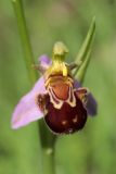 Ophrys apifera. Цветок. Крым, Байдарская долина, поляна в лиственном лесу. 11.06.2022.
