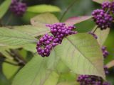 Callicarpa dichotoma. Плоды и листья. Южный Берег Крыма, Никитский ботанический сад, 13.10.2010.