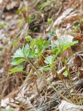 Adoxa moschatellina. Цветущее растение на склоне северной экспозиции. Амурская обл., Архаринский р-н, Хинганский заповедник, кластер \"Хинганское\", басс. р. Эракта, хвойно-широколиственный лес. 17.05.2022.