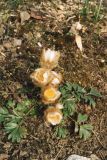 Pulsatilla vernalis