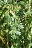 familia Apiaceae