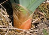 Eremurus spectabilis