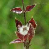 Clematis fusca