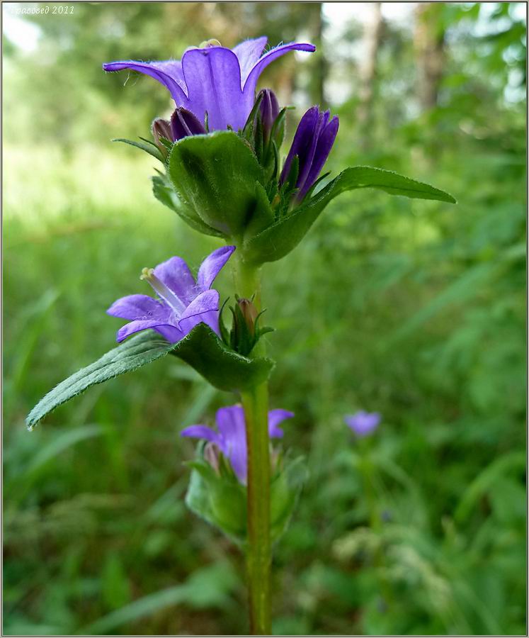 Изображение особи Campanula glomerata.