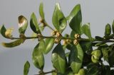 Buxus sempervirens