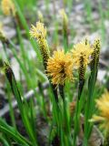 Carex cespitosa