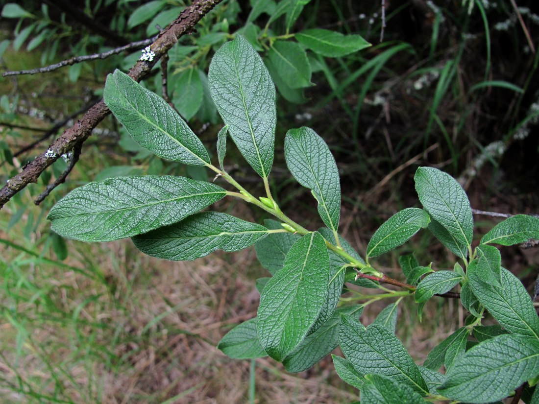 Изображение особи Salix lapponum.