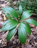 Lilium martagon