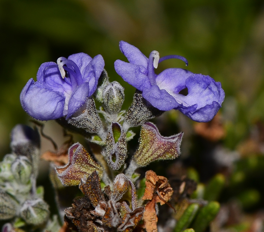 Изображение особи Rosmarinus officinalis.