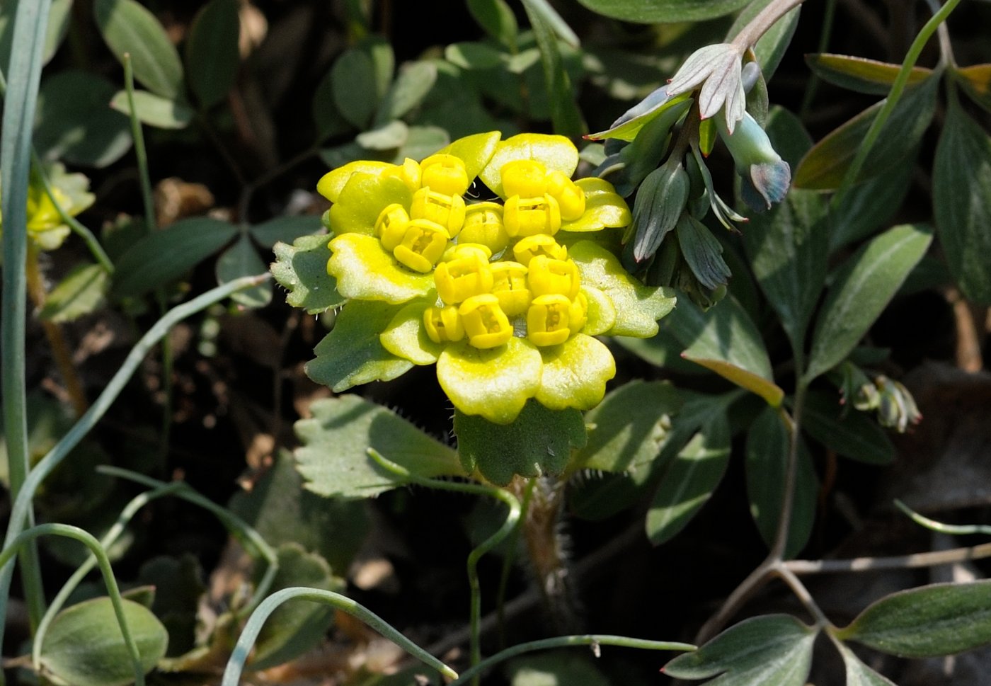 Image of Chrysosplenium pilosum specimen.