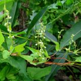 Fallopia convolvulus