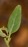 Atriplex davisii