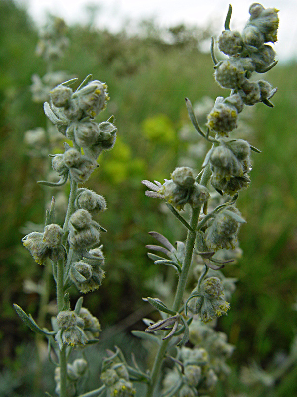 Image of Artemisia caucasica specimen.