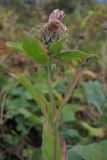 Centaurea abnormis