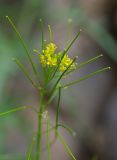 Sisymbrium heteromallum