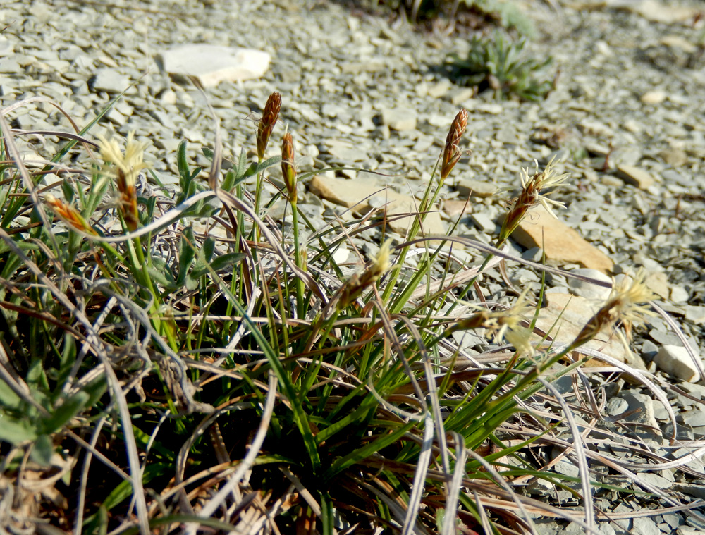 Изображение особи Carex halleriana.