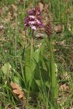 Orchis purpurea. Цветущие растения. Крым, Байдарская долина. 26.04.2016.